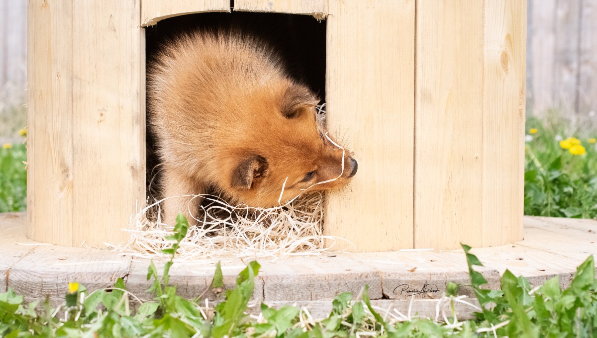 Pienen pieni metsäretki ja uudet&nbsp;taidot