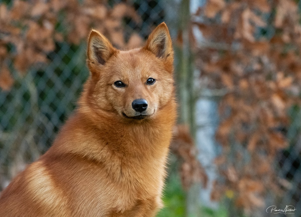 Jessus tätä ripulia! sekä Posion&nbsp;reissusta