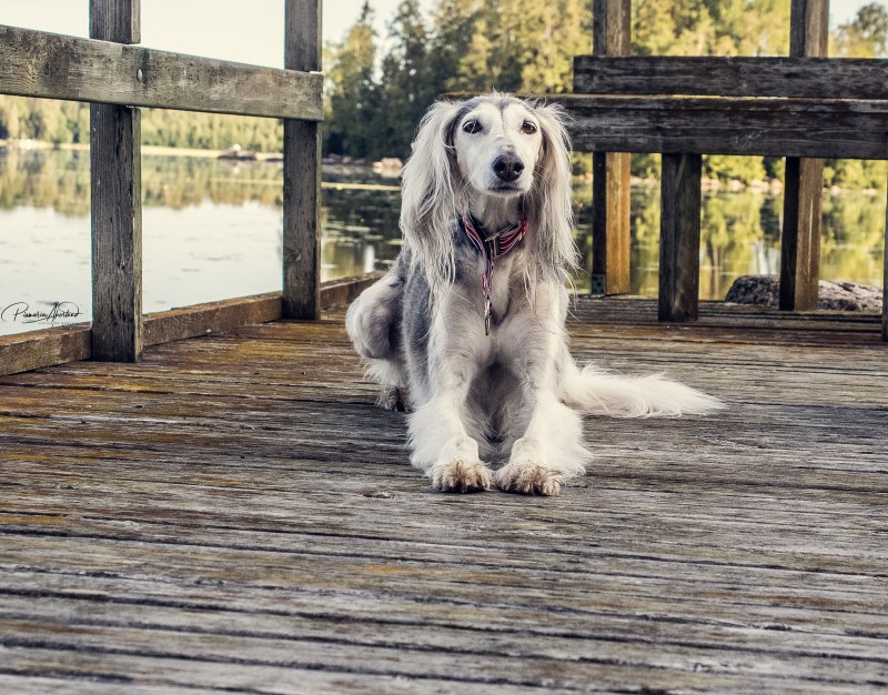 Tämän kuvan alt-attribuutti on tyhjä; Tiedoston nimi on isla1.jpg