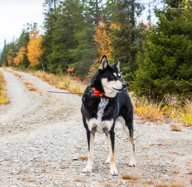 Tämän kuvan alt-attribuutti on tyhjä; Tiedoston nimi on olga1.jpg