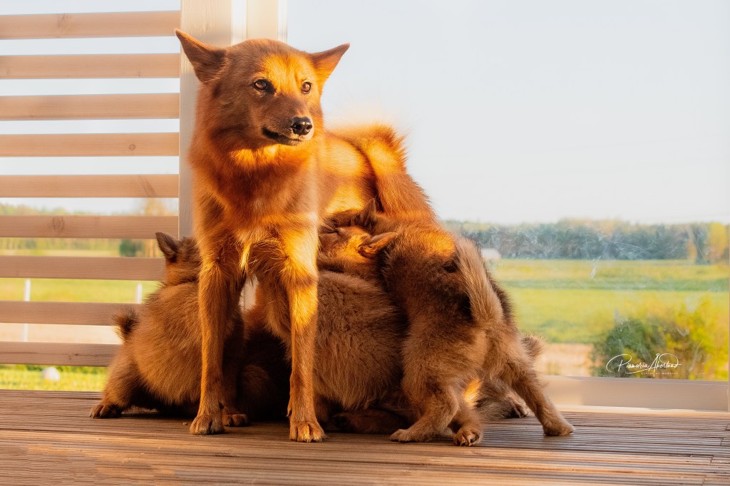 Tämän kuvan alt-attribuutti on tyhjä; Tiedoston nimi on 51198478842_55aa5c00b3_o.jpg