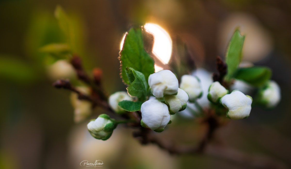 Isosiskolla on hommia ja&nbsp;nappisilmät