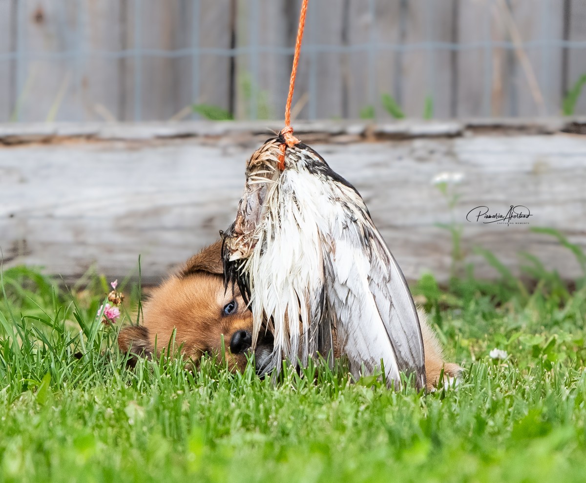 Teeren siipi ja&nbsp;metsäretki