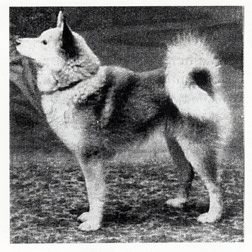 Yleisesti terveydestä, Hildan MyDog DNA-tulos ja Sumun&nbsp;äiti