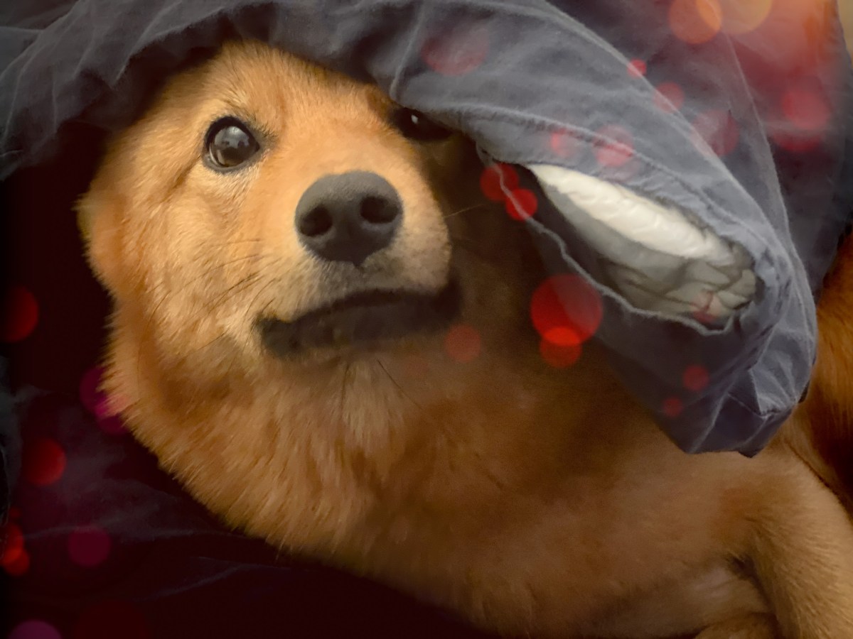 Dolly Smartdog -testissä ja Kuopion jalostuspäivät, vähän hirven jäljitystä sekä Tallinna Winter Cup Winner&nbsp;-23