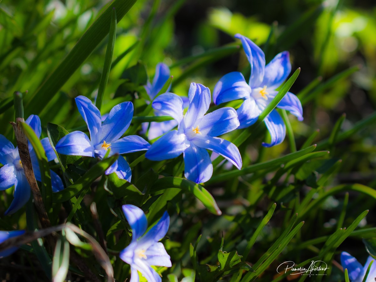 Sumun sterilisaatioyritys – kertomus siitä, kun mikään ei mene&nbsp;suunnitellusti
