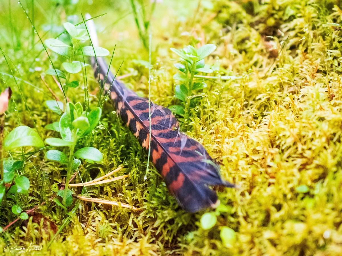 Ruotsi, Savukoski, Salla, Meltaus ja&nbsp;Posio