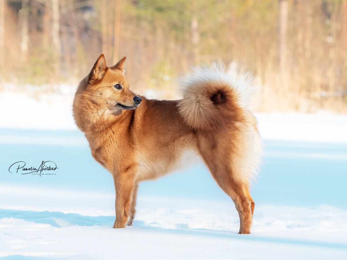Pentuja? Toivottavasti!